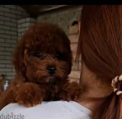 Dark Red Toy Poodle Dog for Sale From Europe with all Documents