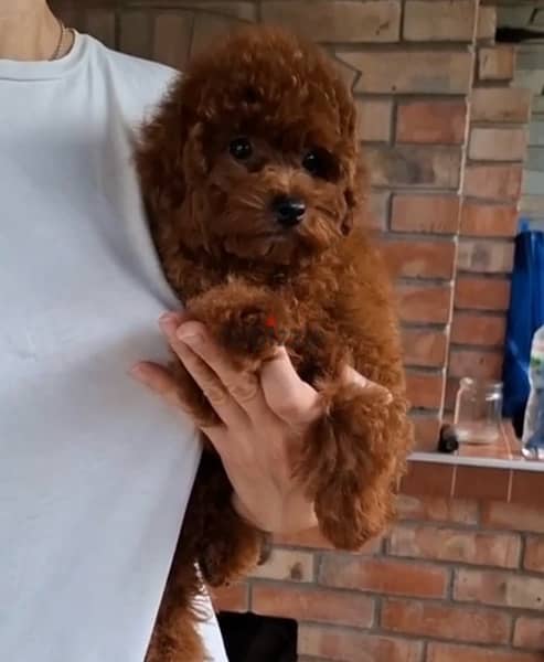 Dark Red Toy Poodle Dog for Sale From Europe with all Documents 3