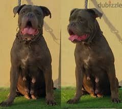 نتايه كين كورسو cane corso