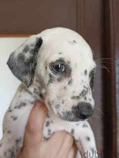 dalmatian