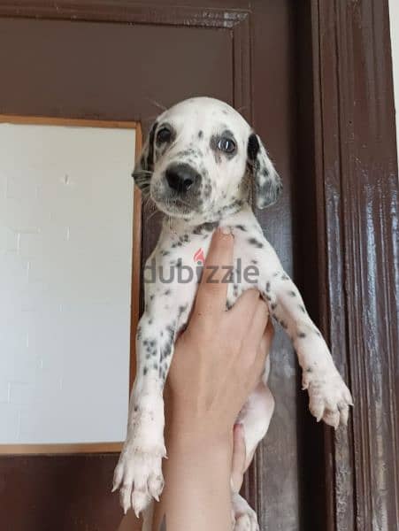 dalmatian dogs for sale 1