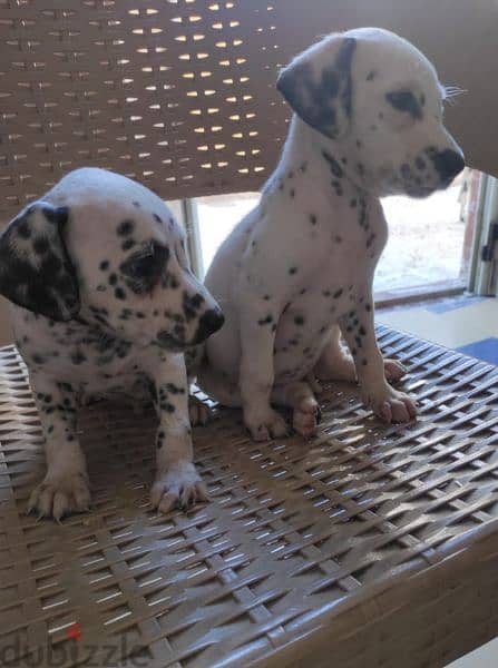 dalmatian dogs for sale 2