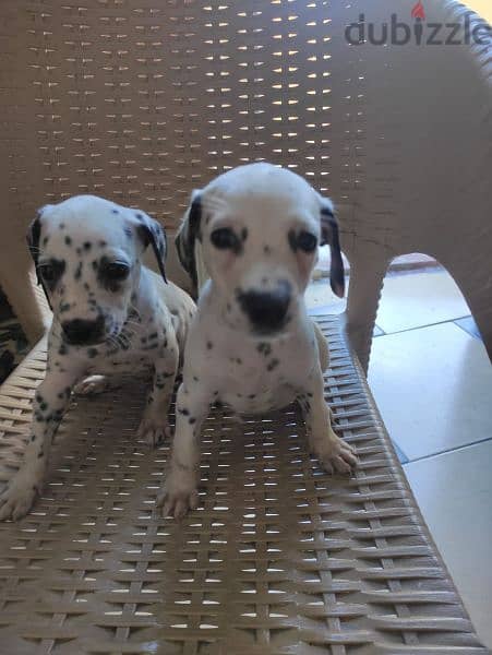 dalmatian dogs for sale 3