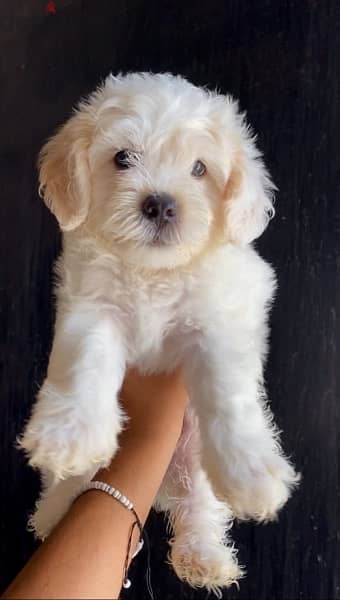 havanese puppies top quality هفانيز 0