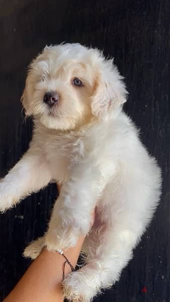 havanese puppies top quality هفانيز 1