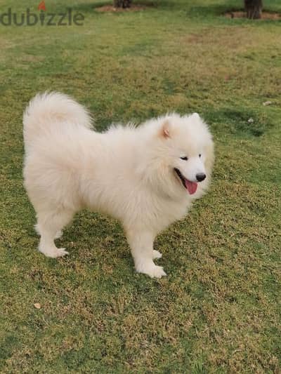 Samoyed pure breed