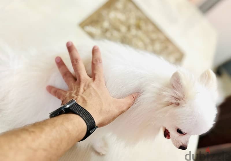 متاح اجمل ذكر Pomeranian بوميرنيان teacup 4