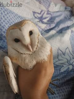 puma bird with a cute heart face