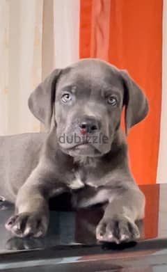 cane corso