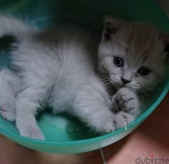 Scottish fold blue