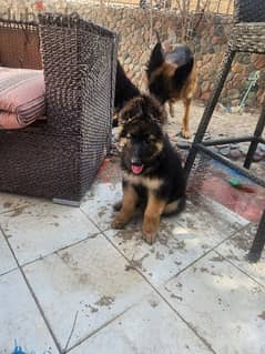 german shepherd puppies جراء جيرمن