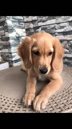 كلبة جولدن ريتريفر ٣ شهورGolden retriver dog