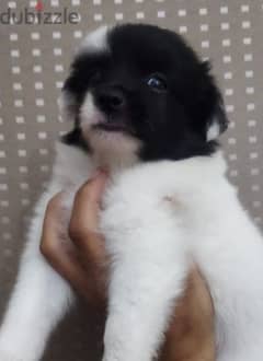 female and male  French grifon puppies