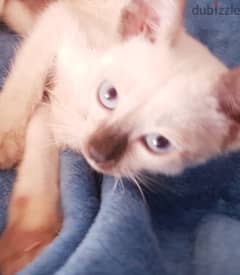 سيامي قطط سيامى purebred modern siamese kittens