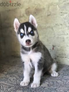 husky puppy هاسكي