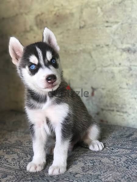 husky puppy هاسكي 2