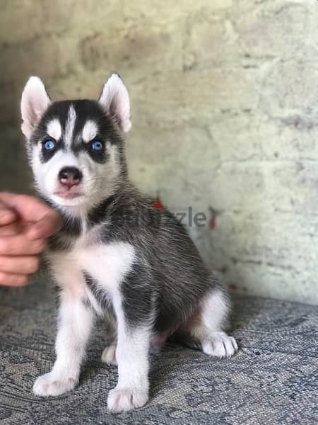 husky puppy هاسكي 3