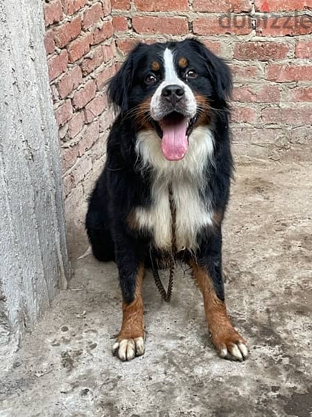 bernese mountain dog برنيس دوج 0