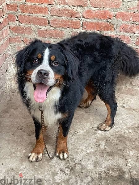 bernese mountain dog برنيس دوج 1