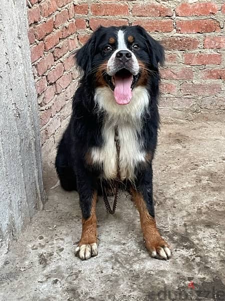 bernese mountain dog برنيس دوج 2