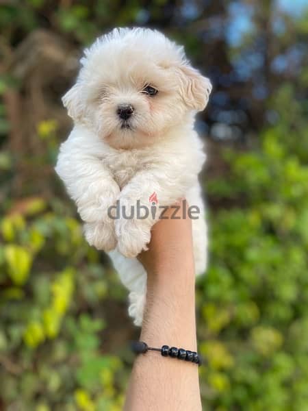 havanese puppies جراوي هفانيز 2