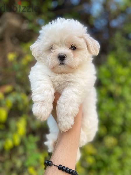 havanese puppies جراوي هفانيز 3