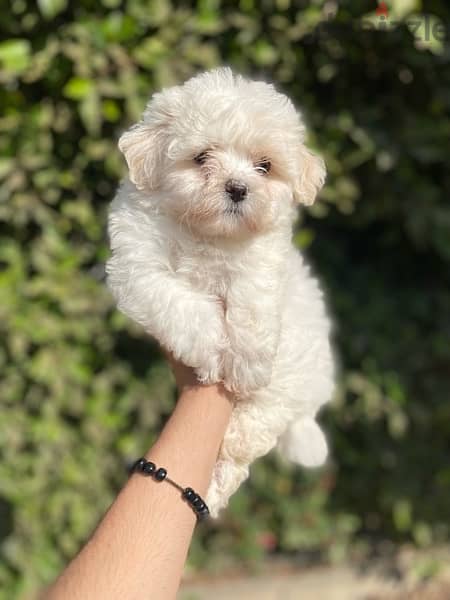 havanese puppies جراوي هفانيز 4