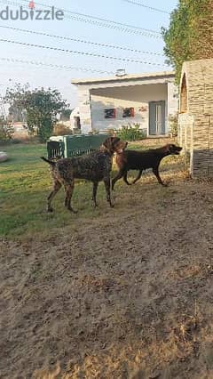 GERMAN POINTER PUPPY جيرمن بوينتر