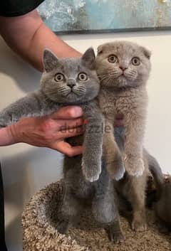 Pure Scottish Fold kittens 45 days