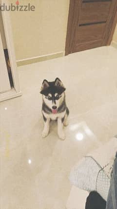 husky dog for sale 0