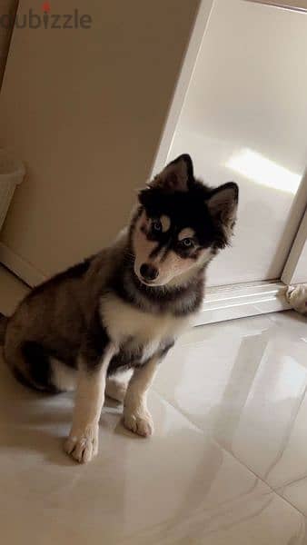 husky dog for sale 2