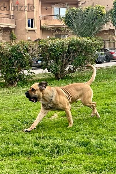 Presa Canario Puppy “GIRL” 4