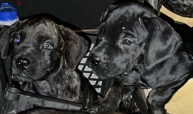 Presa Canario Puppies “GIRLS” 5