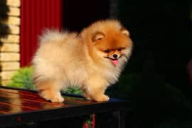 Pomeranian Dog Female orange Color for sale