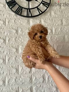 poodle Dog from Europe with documents