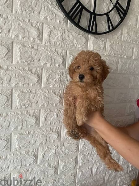 poodle Dog from Europe with documents 1