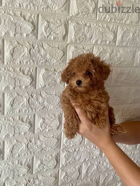 poodle Dog from Europe with documents 2