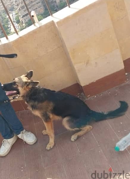 German shepherd long hair for sale 2