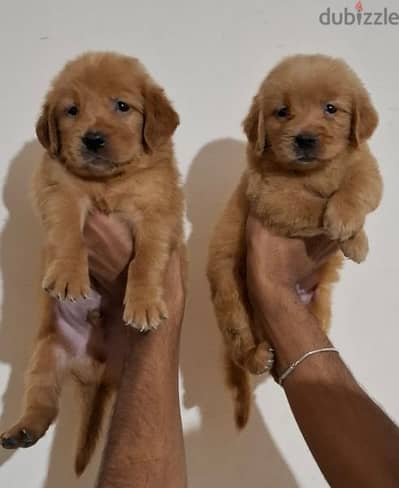 golden retriever puppies