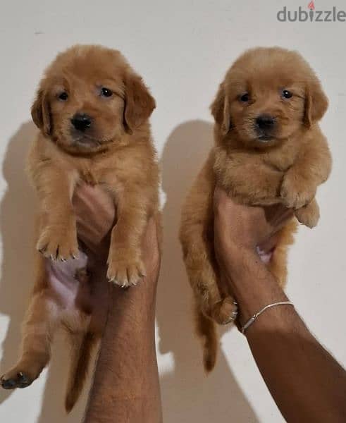 golden retriever puppies 0