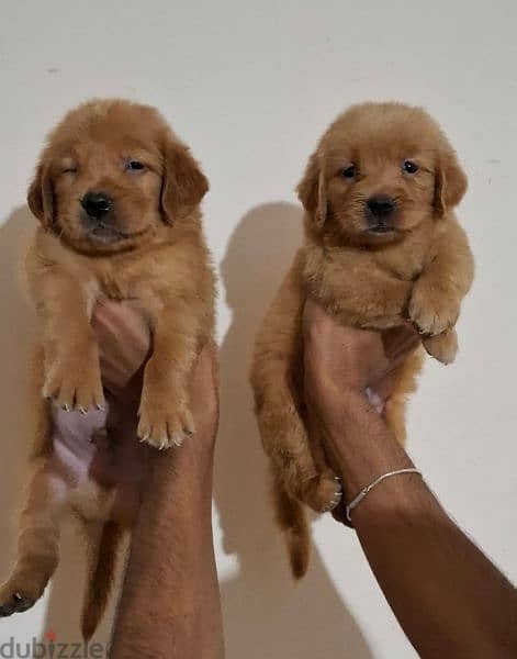 golden retriever puppies 1