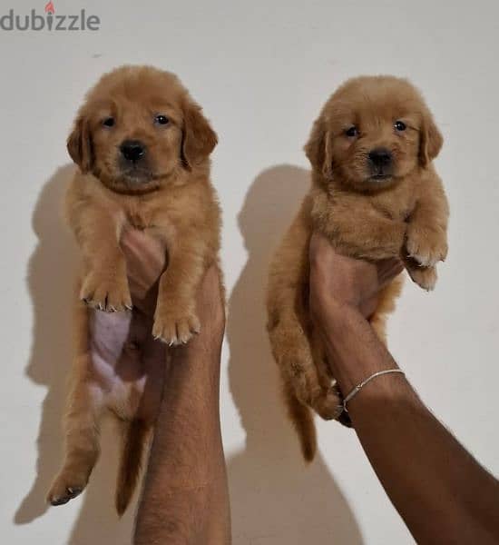 golden retriever puppies 2