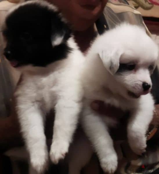 female and male  French grifon puppies 2