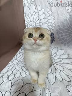 Female Scottish Fold Gold