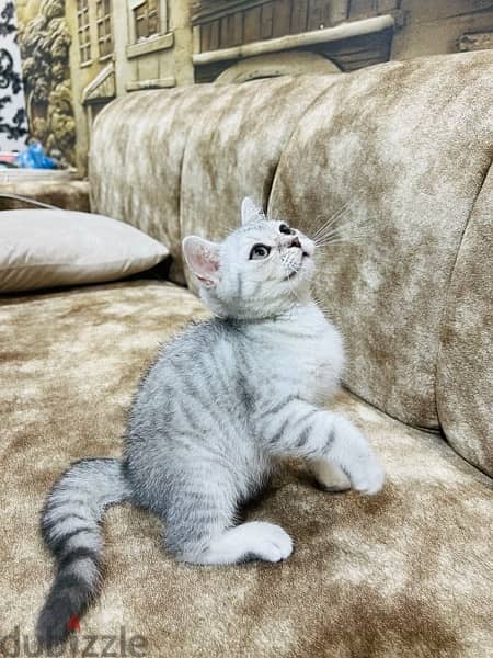 Scottish straight shorthair Female , Silver 1