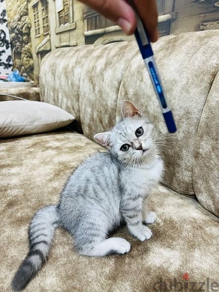 Scottish straight shorthair Female , Silver 2