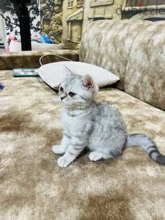 Scottish straight shorthair Female , Silver