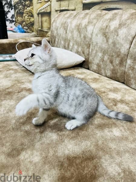 Scottish straight shorthair Female , Silver 4