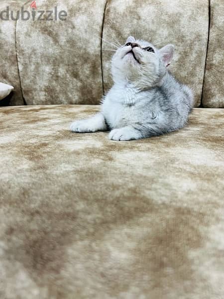 Scottish straight shorthair Female , Silver 5