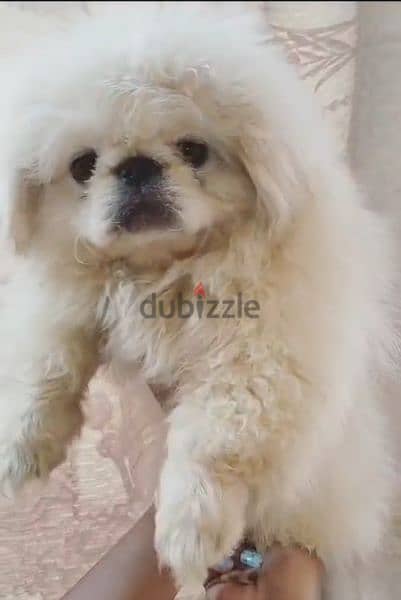 بيكنواه شيتزو pug bulldog poodle chow Pomeranian shihtzu 5